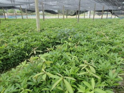 楠木種子上市/楨楠種子供應/小葉楨楠種子出售|林木種子|綠化苗木|供應信息|597苗木網