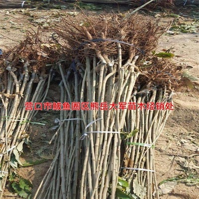 欽州出售板栗苗油栗苗當年苗誠信商家