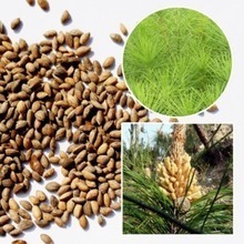 【馬尾松種子】最新最全馬尾松種子 產品參考信息