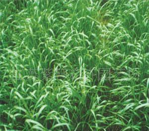 【牧草種子墨西哥玉米、俄羅斯飼料菜】價格_廠家_圖片 -