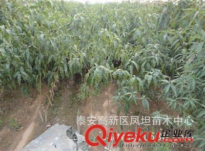 全國最低價供應優質桃樹嫁接苗-中油5號-泰安高新區鳳坦苗木中心提供全國最低價供應優質桃樹嫁接苗-中油5號的相關介紹、產品、服務、圖片、價格泰安高新區鳳坦苗木中心、果樹苗;綠化苗;占地苗;果樹苗;綠化苗;各種種子