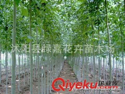 公司直銷 楸樹種子 梓桐 金絲楸 花卉種子保質保量-沭陽縣綠嘉花卉苗木場提供公司直銷 楸樹種子 梓桐 金絲楸 花卉種子保質保量的相關介紹、產品、服務、圖片、價格沭陽縣綠嘉花卉苗木場、苗木種子;綠化苗木;園藝用品