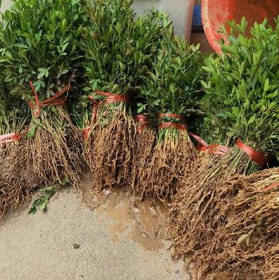 沃田苗木 枳殼種子批發價格 廣西積殼種子直供圖片_高清圖_細節圖