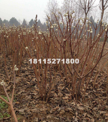 【供應40-200公分高優質結香價格2.2元。供應|綠化苗木、綠化工程;草坪種子、小苗江蘇頂好綠化苗木場商鋪