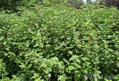 河北李氏苗木花卉基地供應花灌木 種子、種苗 產品