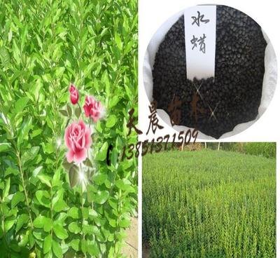 【批發水蠟種子 水臘種子 金葉水蠟種子 綠化苗木種子 灌木種子】價格_廠家_圖片 -