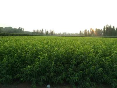 邢臺(tái)桃樹苗一畝多少棵耕鑫苗木