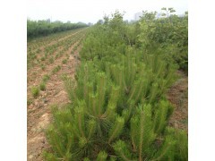 山西油松 大量油松批發(fā)銷售 油松種子|綠化小苗|綠化苗木|供應(yīng)信息|597苗木網(wǎng)