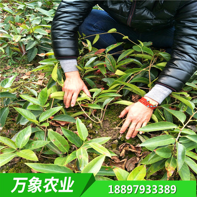 黑老虎布福娜苗 萬象農(nóng)業(yè) 種子 苗木