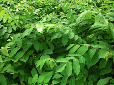 核桃苗|松江核桃苗基地|松江核桃苗價(jià)格 -東北林木種子,東北核桃苗,東北造木綠化苗木-產(chǎn)品頻道-金泉網(wǎng)