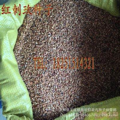 【紅刺玫種子粉刺玫種子粉團(tuán)薔薇綠化苗木種子優(yōu)質(zhì)實(shí)拍30元/斤】沭陽縣龍廟鎮(zhèn)紫云軒花卉種子經(jīng)營(yíng)部 - 產(chǎn)品庫(kù)