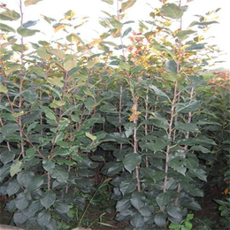 弘源苗木、烏魯木齊亞當(dāng)海棠小苗種植基地_糧食作物種子_第一槍