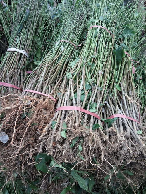 1公分秦王桃苗多少錢一棵 1年秦王桃苗價(jià)格