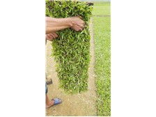 郴州市蘇仙區(qū)湘綠草皮苗木基地產(chǎn)品展示