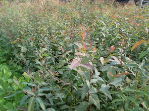 桉樹怎么種才高產(chǎn) 桉樹高產(chǎn)栽培技術(shù)規(guī)范