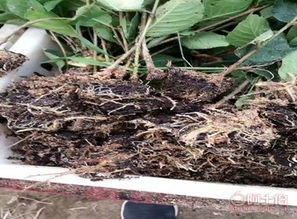 泰安高新區(qū)旺運(yùn)苗木中心 熱賣促銷 阿土伯網(wǎng)