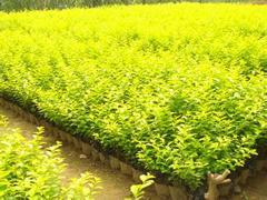 苗木綠化,哪里能買到劃算的金葉女貞,苗木綠化,哪里能買到劃算的金葉女貞生產(chǎn)廠家,苗木綠化,哪里能買到劃算的金葉女貞價(jià)格