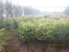 保質(zhì)又保量的大型苗木基地-華北奧森苗木基地!|林木種子|綠化苗木|供應(yīng)信息|597苗木網(wǎng)