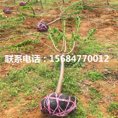 羅亞明櫻桃苗批發(fā) 羅亞明櫻桃苗價(jià)格