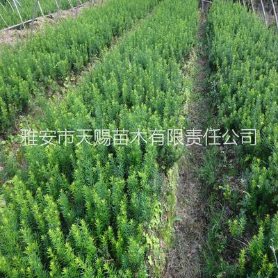 供應用于紅豆杉苗木的成都溫江崇州曼地亞紅豆杉小苗批發(fā)_曼地亞紅豆杉|紅豆杉廠家價格_雅安市天賜苗木有限責任公司_一呼百應網(wǎng)