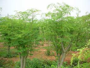 【江蘇印度辣木種子怎么賣】價格,廠家,其它綠化苗木-搜了網(wǎng)