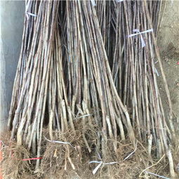 新聞 新疆地徑一公分甜紅籽山楂苗批發(fā)價(jià)格