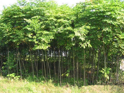 胸徑5公分香花槐-5公分欒樹-6公分法桐-7公分國槐-合歡|林木種子|綠化苗木|供應信息|597苗木網(wǎng)