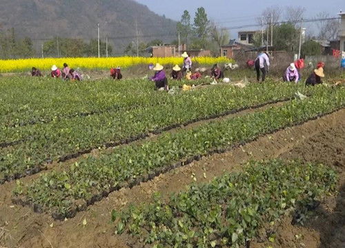 吳山鎮(zhèn) 土地流轉種苗木 流出 效益 轉出 生機
