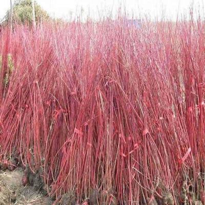 [紅瑞木種子批發(fā)]江蘇宿遷沭陽縣紅瑞木種子 55.00元/斤銷售 _ 一畝田