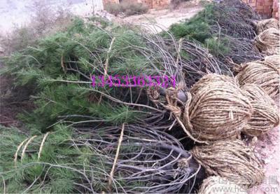 供應苗木種子金絲垂柳漳河柳 國槐 法桐白皮松圖片_高清圖_細節(jié)圖-山西天龍苗圃