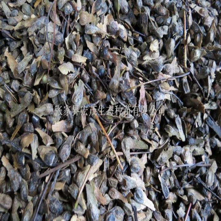 紅楓種子 -張家界宏茂生態(tài)種苗 產(chǎn)品展示(林木種子、苗木、綠化苗木)-金泉網(wǎng)