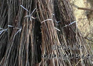 泉州放心的油蟠九號桃樹苗