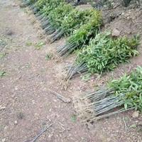 優(yōu)質(zhì)當年無患子小苗·無患子小苗價格·無患子小苗批發(fā)