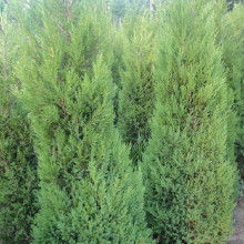 大五星枇杷樹苗價格 大五星枇杷樹苗批發(fā) 大五星枇杷樹苗廠家 