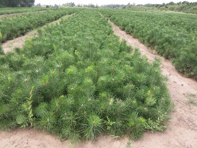 信合苗木專業(yè)合作社供應(yīng)各種規(guī)格綠化苗/經(jīng)濟(jì)類苗木/種子等苗木 白皮松圖片_高清圖_細(xì)節(jié)圖-信合苗木合作社(個體經(jīng)營)