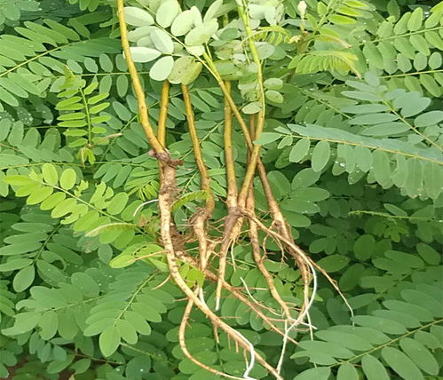 紫穗槐 輝達(dá)苗木專注質(zhì)量 紫穗槐收購