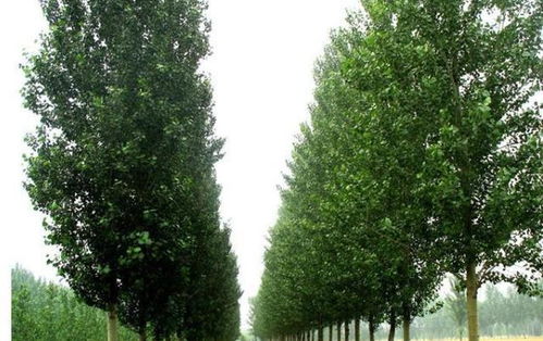 農(nóng)村如今楊絮滿天飛,80年代怎么沒有這樣的感覺