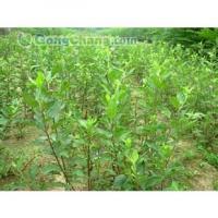 豫北果樹苗木基地：優(yōu)質(zhì)蘋果樹苗供應(yīng)商，新鄉(xiāng)蘋果樹苗首選