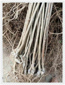 貴州赤水吉塞拉櫻桃砧木苗供應(yīng)情況與價(jià)格分析