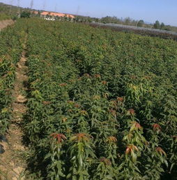 黃河苗木 山東綠化樹種的優(yōu)質(zhì)選擇