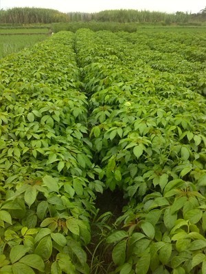 金絲瓜種子采購(gòu)指南 平臺(tái)選擇與產(chǎn)品詳情解析