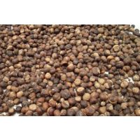 批發(fā)七葉樹種子 利川市麗川綠化苗木專業(yè)合作社的可靠選擇