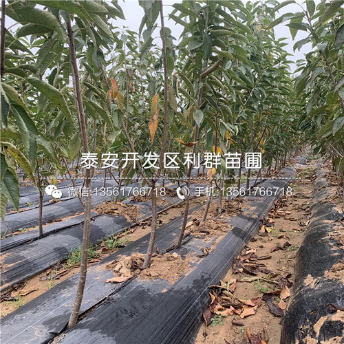 矮化吉塞拉櫻桃苗 高效種植與批發(fā)基地全解析