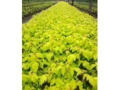 培養(yǎng)山東美國(guó)紅楓優(yōu)美花冠的專業(yè)修剪技巧