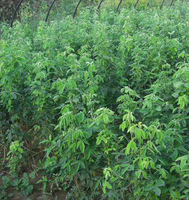 2017年蘇格蘭金鏈樹苗木價(jià)格與種植指南