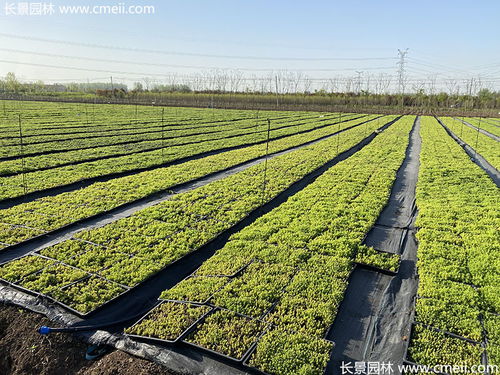 佛甲草托盤苗最新價(jià)格與產(chǎn)地信息——江蘇沭陽(yáng)長(zhǎng)景園林苗木場(chǎng)