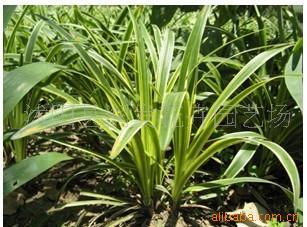 金邊麥冬 多功能觀賞苗木與種子的種植與養(yǎng)護(hù)指南