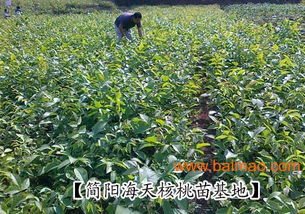 青皮核桃樹苗批發(fā)指南 生產(chǎn)廠家與價(jià)格分析