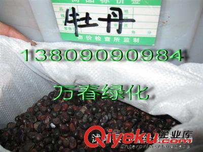 優(yōu)質(zhì)鳶尾種子與鳶尾苗批發(fā)指南