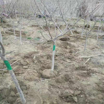 新疆地區(qū)烏克蘭3號(hào)櫻桃苗采購(gòu)指南 合同簽訂與供應(yīng)商選擇